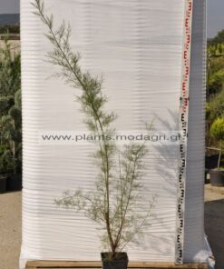 tamarix parviflora 3lt - Modagri Plants