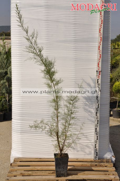 tamarix parviflora 3lt - Modagri Plants