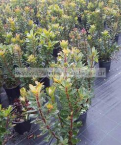 ARBUTUS/UBEDO/MODAGRI/PLANTS